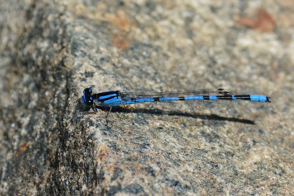 051 2013-08025355 Quabbin Reservoir Park, MA.JPG - Familiar Bluet Damselfly (Enallama civile). Quabbin Reservoir Park, MA, 8-2-2013